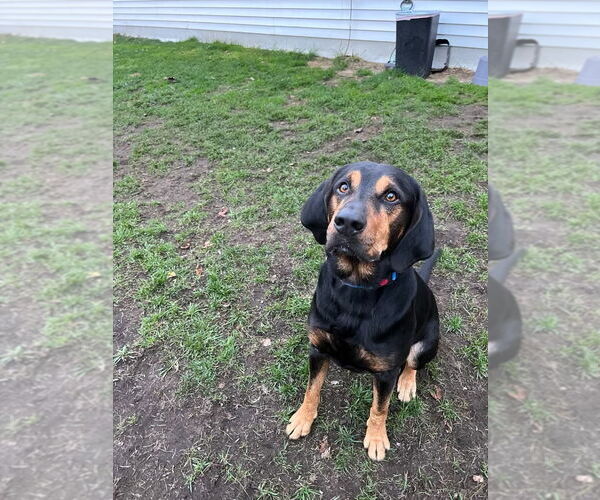 Medium Photo #4 Coonhound-Unknown Mix Puppy For Sale in Muskegon, MI, USA