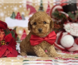 Poodle (Toy) Puppy for sale in LANCASTER, PA, USA