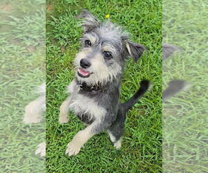 Miniature Pinscher-Unknown Mix Dogs for adoption in Oakhurst, NJ, USA