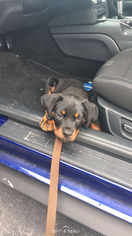 Rottweiler Puppy for sale in JACKSONVILLE, FL, USA