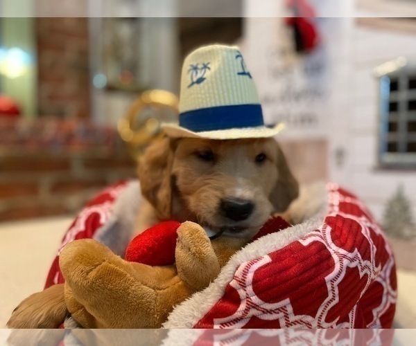 Medium Photo #29 Golden Retriever Puppy For Sale in SANFORD, NC, USA