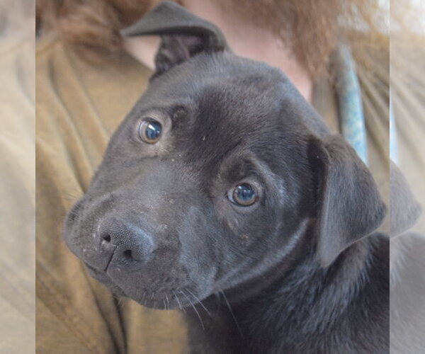 Medium Photo #2 American Staffordshire Terrier-Unknown Mix Puppy For Sale in Huntley, IL, USA