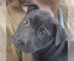 Small #1 American Staffordshire Terrier Mix