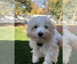 Maltese Dogs for adoption in St. Louis Park, MN, USA