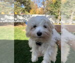 Mills - Male Maltese Dog for Adoption - Small photo