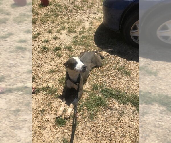 Medium Photo #2 American Pit Bull Terrier Puppy For Sale in Jackson, MS, USA