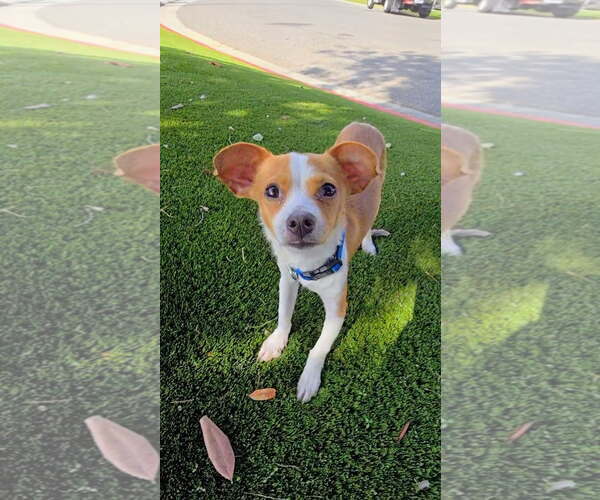 Medium Photo #2 Pomeranian-Unknown Mix Puppy For Sale in Newport Beach, CA, USA