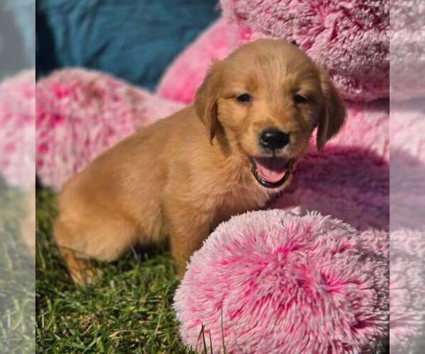 Medium Photo #1 Golden Retriever Puppy For Sale in RIGA, MI, USA