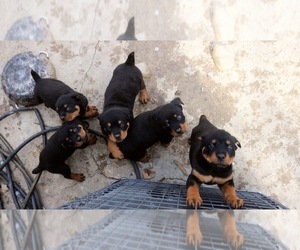 Rottweiler Puppy for sale in PHILA, PA, USA