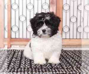 ShihPoo Puppy for sale in NAPLES, FL, USA