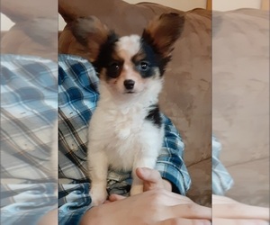 Papillon Puppy for Sale in OCONTO, Wisconsin USA