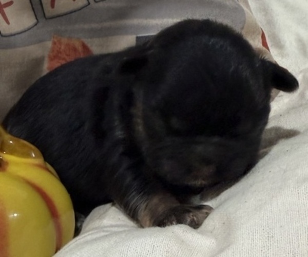 Medium Photo #1 French Bulldog Puppy For Sale in HICKORY, NC, USA