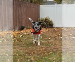 Small #3 Labrador Retriever Mix