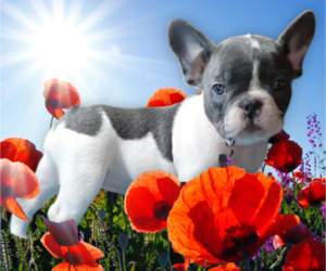 French Bulldog Puppy for sale in ATLANTA, GA, USA