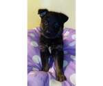 Small Photo #1 German Shepherd Dog Puppy For Sale in SUGAR CREEK, MO, USA