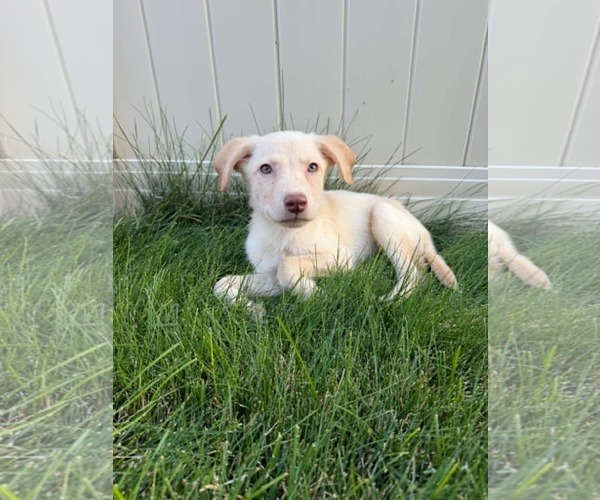 Medium Photo #4 Labrador Retriever-Unknown Mix Puppy For Sale in MIDWAY, UT, USA