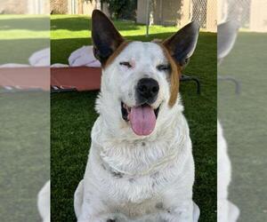 Mutt Dogs for adoption in Chula Vista, CA, USA