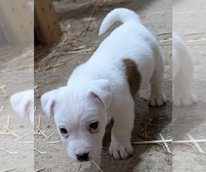 Jack Russell Terrier Puppy for sale in APPLE GROVE, WV, USA