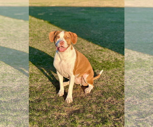 Medium Photo #4 Mutt Puppy For Sale in Shillington, PA, USA