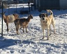 Small Photo #1 Anatolian Shepherd Puppy For Sale in OREGON CITY, OR, USA