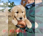 Small Photo #12 Goldendoodle Puppy For Sale in CLARKSVILLE, TX, USA
