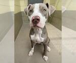 Small Photo #2 American Pit Bull Terrier Puppy For Sale in Riverside, CA, USA