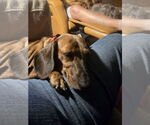 Small #3 Dachshund