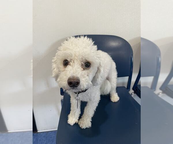 Medium Photo #2 Maltipoo Puppy For Sale in Tempe , AZ, USA