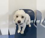 Small #1 Maltipoo