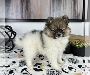 Pomeranian Puppy for sale in FRANKLIN, IN, USA