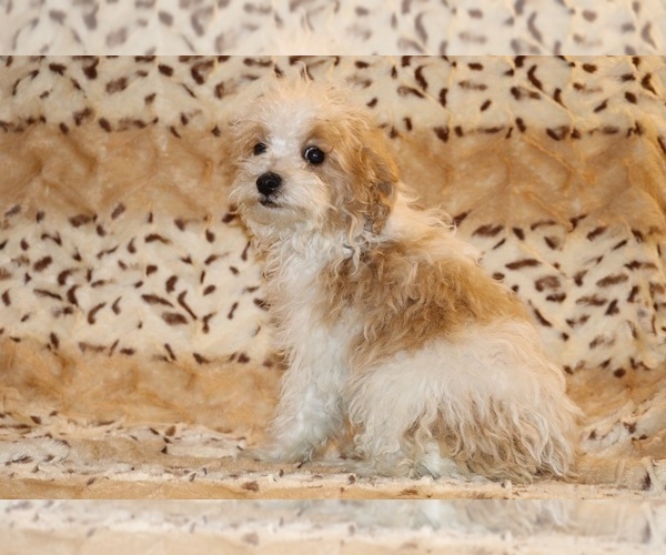 Medium Photo #1 Goldendoodle (Miniature) Puppy For Sale in DYERSBURG, TN, USA