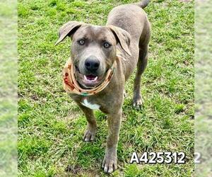 Mutt Dogs for adoption in Conroe, TX, USA