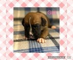 Puppy Pink Boxer