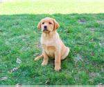 Small #10 Labrador Retriever