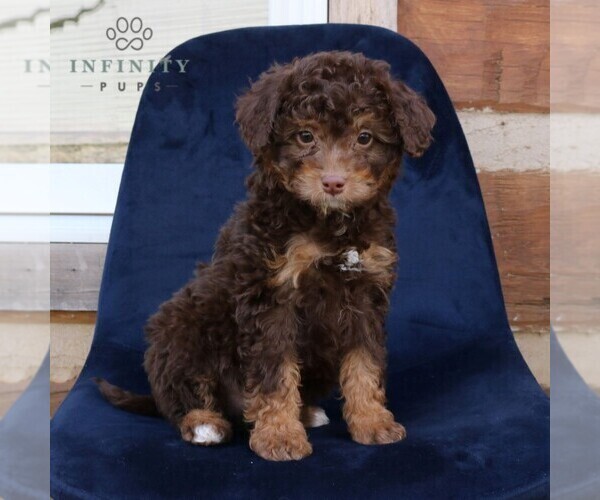 Medium Photo #3 Bernedoodle Puppy For Sale in NARVON, PA, USA