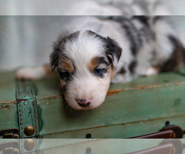 Medium Photo #7 Australian Shepherd Puppy For Sale in UNION, MO, USA