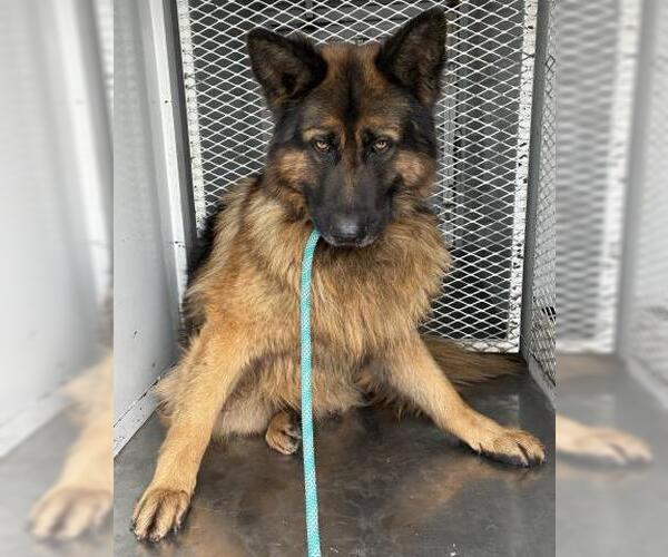 Medium Photo #1 German Shepherd Dog Puppy For Sale in Bakersfield, CA, USA