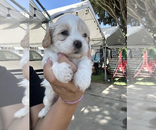 Medium Photo #6 Poodle (Toy) Puppy For Sale in SAN BERNARDINO, CA, USA