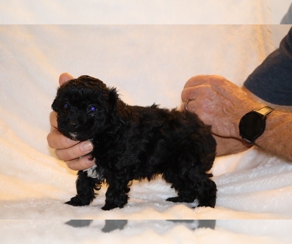 Medium Photo #11 Poodle (Toy) Puppy For Sale in DYERSBURG, TN, USA