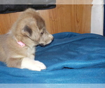 Small Photo #55 Australian Shepherd-Pembroke Welsh Corgi Mix Puppy For Sale in GALLEGOS, NM, USA