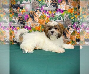 Mal-Shi Puppy for sale in WINNSBORO, LA, USA