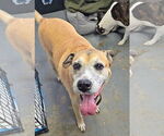 Small #3 Boxer Mix