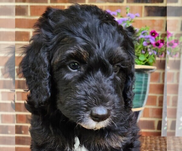 Medium Photo #1 Aussiedoodle Puppy For Sale in COLUMBIA, TN, USA