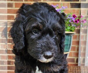 Aussiedoodle Puppy for sale in COLUMBIA, TN, USA