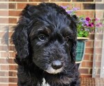 Small Aussiedoodle