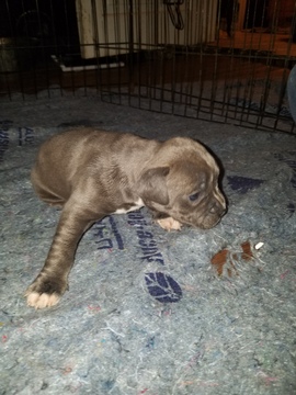 Medium Photo #23 American Pit Bull Terrier Puppy For Sale in GRIFFIN, GA, USA
