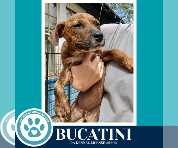 Medium Photo #2 Boxer-Unknown Mix Puppy For Sale in Kimberton, PA, USA