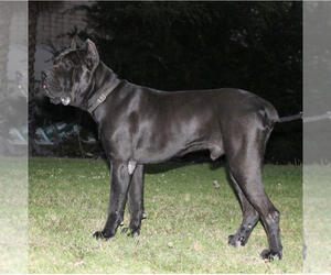 Father of the Cane Corso puppies born on 09/02/2023