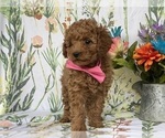 Small Photo #2 Cavapoo Puppy For Sale in LANCASTER, PA, USA