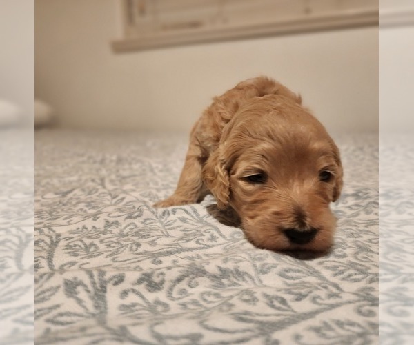 Medium Photo #5 Goldendoodle Puppy For Sale in CENTRAL POINT, OR, USA